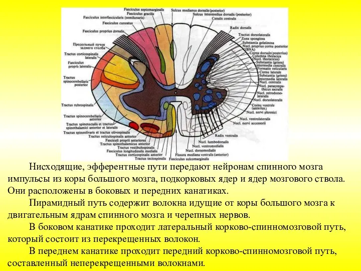 Нисходящие, эфферентные пути передают нейронам спинного мозга импульсы из коры большого мозга,