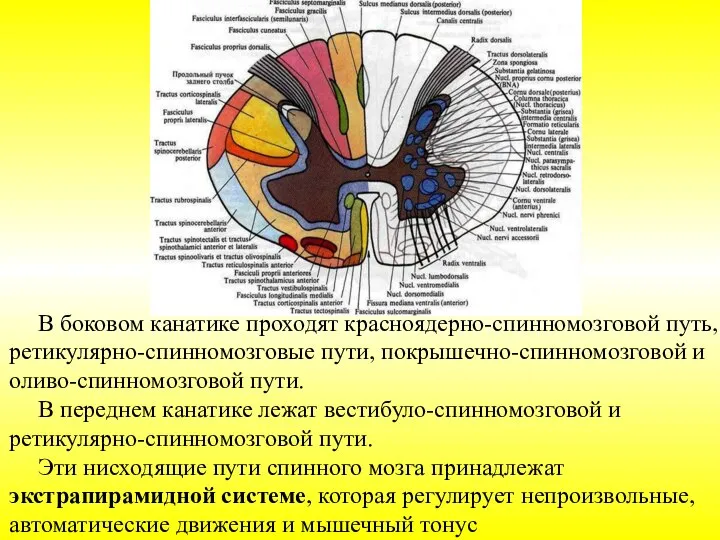 В боковом канатике проходят красноядерно-спинномозговой путь, ретикулярно-спинномозговые пути, покрышечно-спинномозговой и оливо-спинномозговой пути.