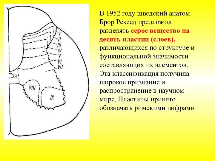 В 1952 году шведский анатом Брор Рексед предложил разделять серое вещество на