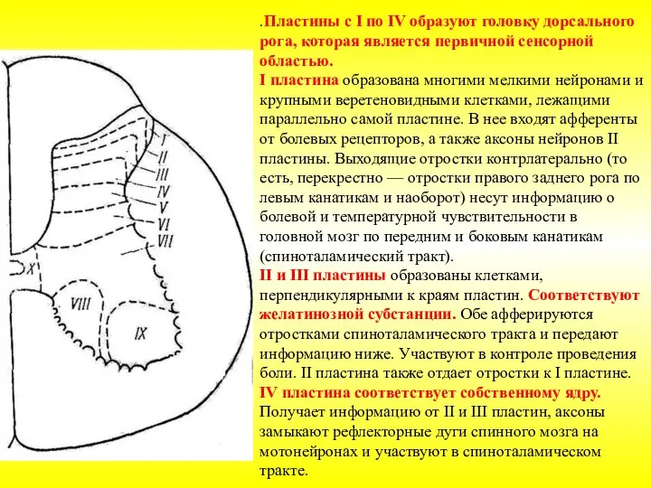 .Пластины с I по IV образуют головку дорсального рога, которая является первичной