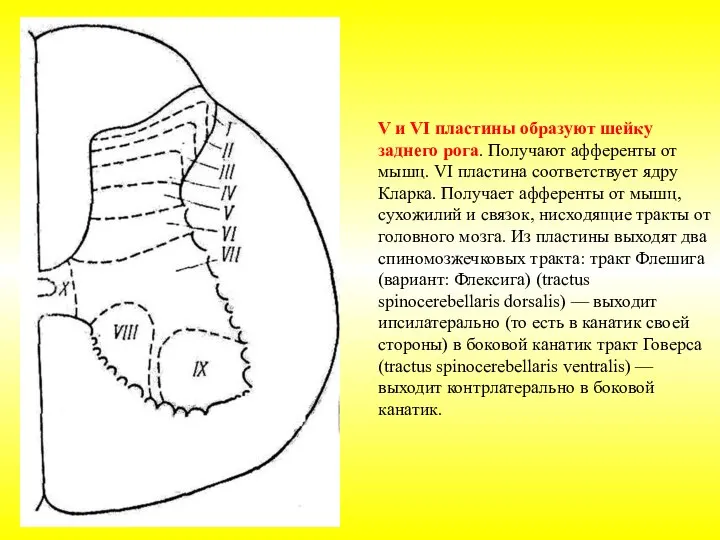 V и VI пластины образуют шейку заднего рога. Получают афференты от мышц.