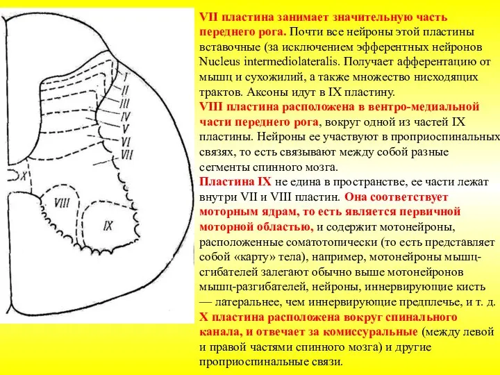 VII пластина занимает значительную часть переднего рога. Почти все нейроны этой пластины