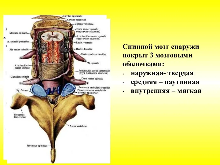 Спинной мозг снаружи покрыт 3 мозговыми оболочками: наружная- твердая средняя – паутинная внутренняя – мягкая