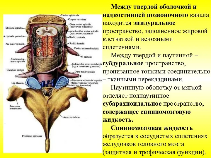 Между твердой оболочкой и надкостницей позвоночного канала находится эпидуральное пространство, заполненное жировой