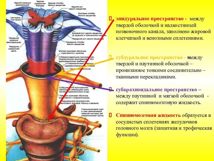 эпидуральное пространство - между твердой оболочкой и надкостницей позвоночного канала, заполнено жировой