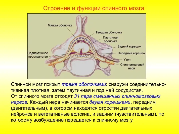 Строение и функции спинного мозга Спинной мозг покрыт тремя оболочками: снаружи соединительно-тканная