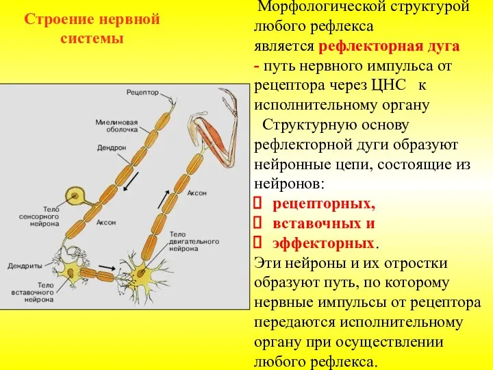 Строение нервной системы Морфологической структурой любого рефлекса является рефлекторная дуга - путь