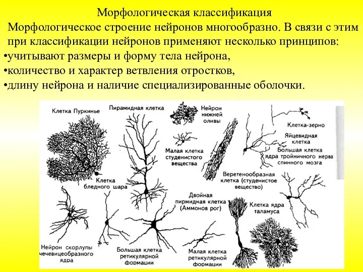 Морфологическая классификация Морфологическое строение нейронов многообразно. В связи с этим при классификации