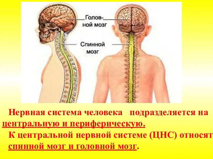 Нервная система человека подразделяется на центральную и периферическую. К центральной нервной системе