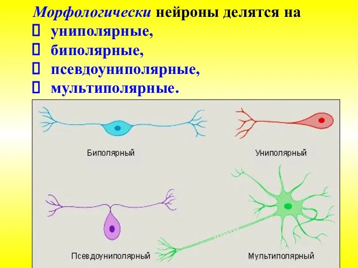 Морфологически нейроны делятся на униполярные, биполярные, псевдоуниполярные, мультиполярные.