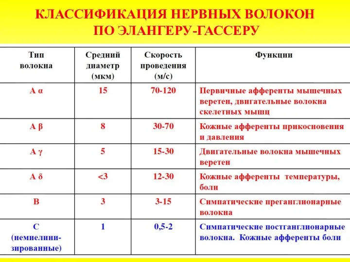 КЛАССИФИКАЦИЯ НЕРВНЫХ ВОЛОКОН ПО ЭЛАНГЕРУ-ГАССЕРУ