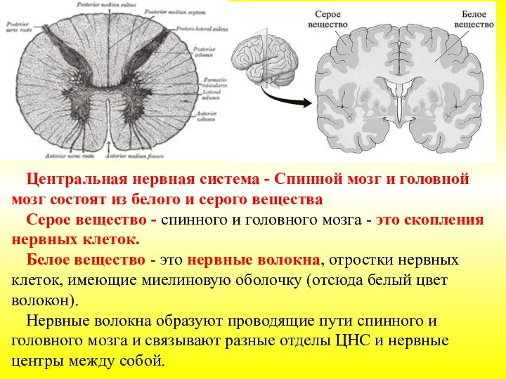 Центральная нервная система - Спинной мозг и головной мозг состоят из белого