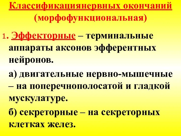 Классификациянервных окончаний (морфофункциональная) 1. Эффекторные – терминальные аппараты аксонов эфферентных нейронов. а)