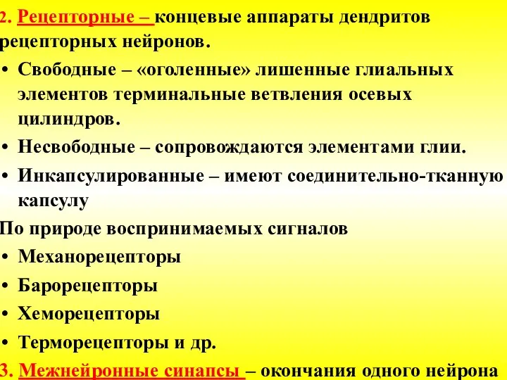 2. Рецепторные – концевые аппараты дендритов рецепторных нейронов. Свободные – «оголенные» лишенные