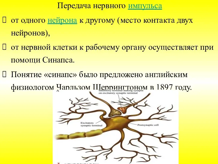 Передача нервного импульса от одного нейрона к другому (место контакта двух нейронов),