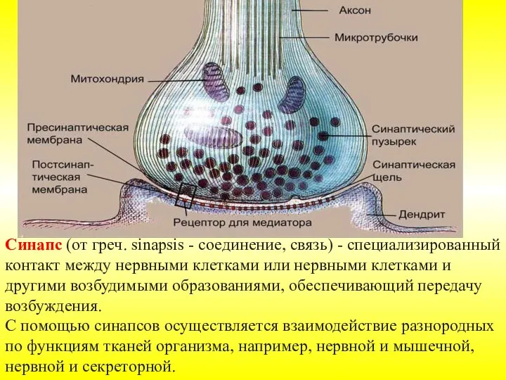 Синапс (от греч. sinapsis - соединение, связь) - специализированный контакт между нервными