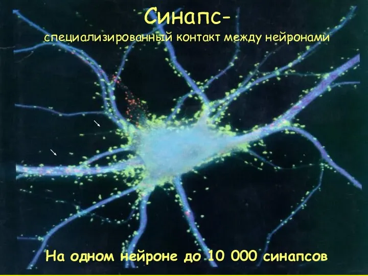 Синапс- специализированный контакт между нейронами На одном нейроне до 10 000 синапсов