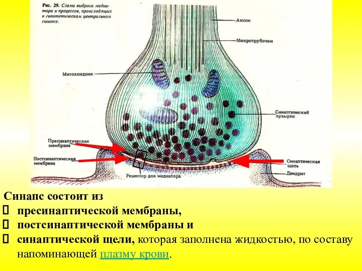 Синапс состоит из пресинаптической мембраны, постсинаптической мембраны и синаптической щели, которая заполнена