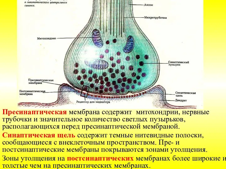 Пресинаптическая мембрана содержит митохондрии, нервные трубочки и значительное количество светлых пузырьков, располагающихся