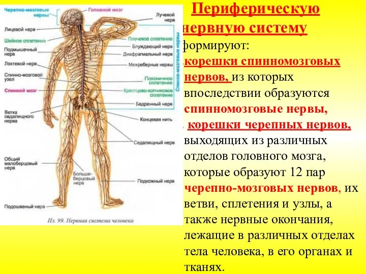 Периферическую нервную систему формируют: корешки спинномозговых нервов, из которых впоследствии образуются спинномозговые