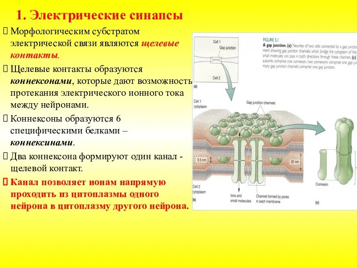 1. Электрические синапсы Морфологическим субстратом электрической связи являются щелевые контакты. Щелевые контакты