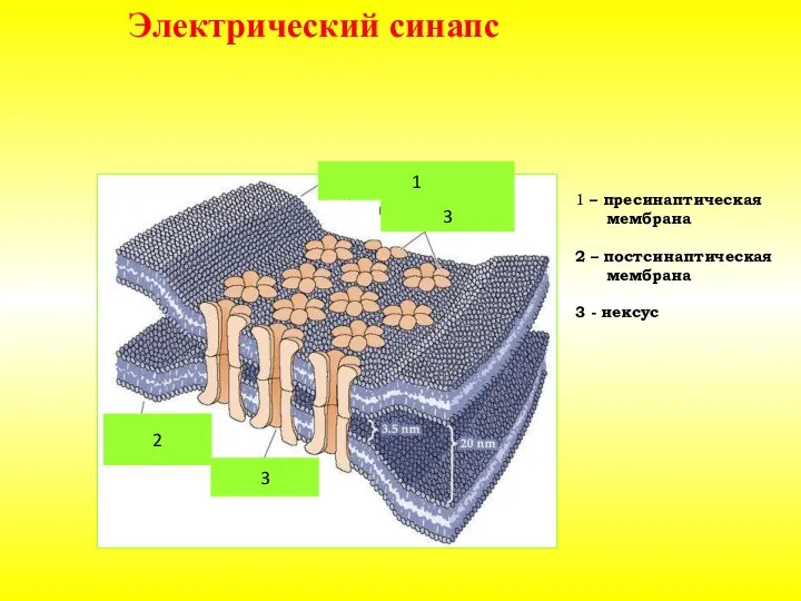 2 1 3 3 Электрический синапс 1 – пресинаптическая мембрана 2 –