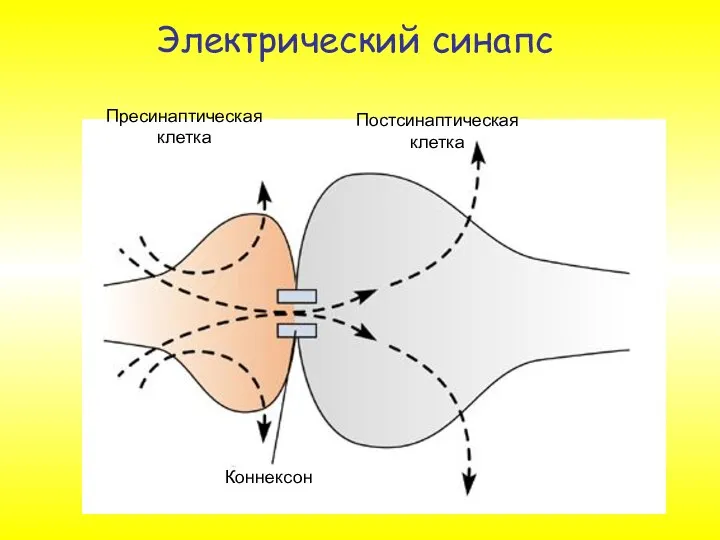 Электрический синапс Пресинаптическая клетка Постсинаптическая клетка Коннексон