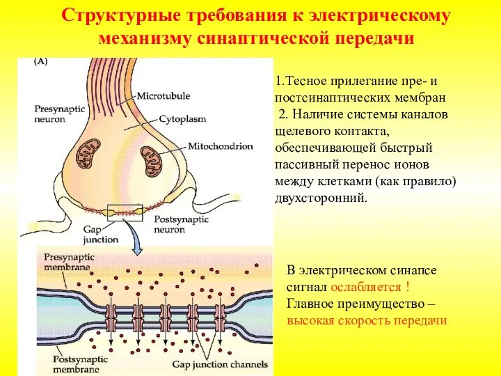 Структурные требования к электрическому механизму синаптической передачи 1.Тесное прилегание пре- и постсинаптических