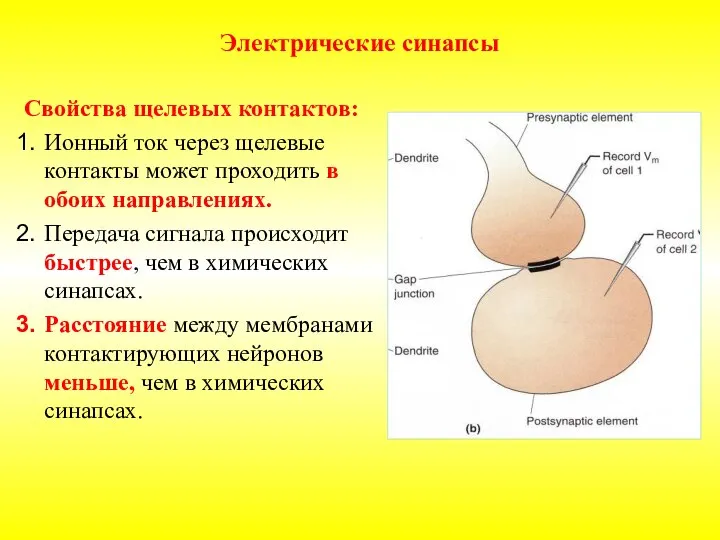 Электрические синапсы Свойства щелевых контактов: Ионный ток через щелевые контакты может проходить