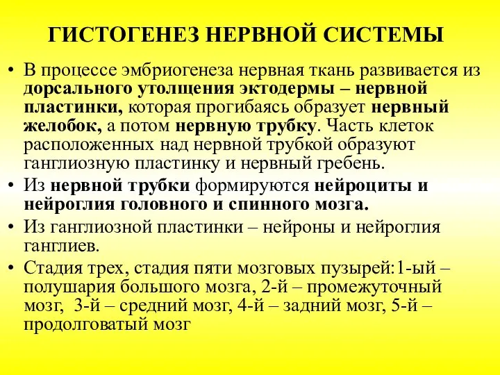 ГИСТОГЕНЕЗ НЕРВНОЙ СИСТЕМЫ В процессе эмбриогенеза нервная ткань развивается из дорсального утолщения