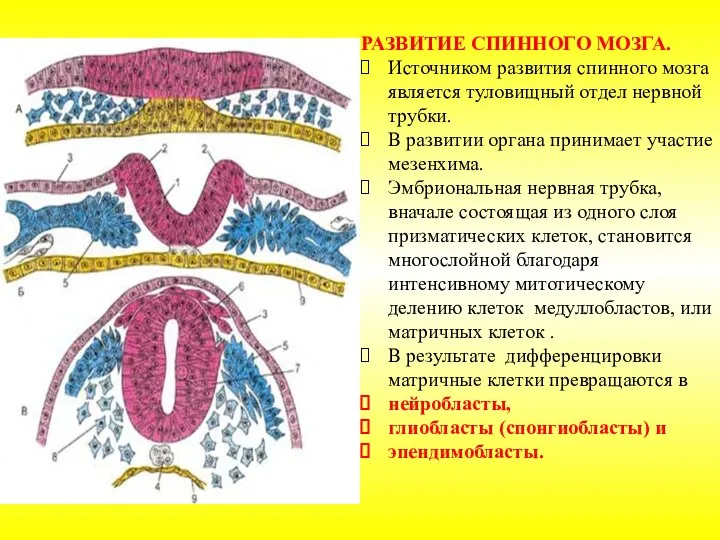 РАЗВИТИЕ СПИННОГО МОЗГА. Источником развития спинного мозга является туловищный отдел нервной трубки.