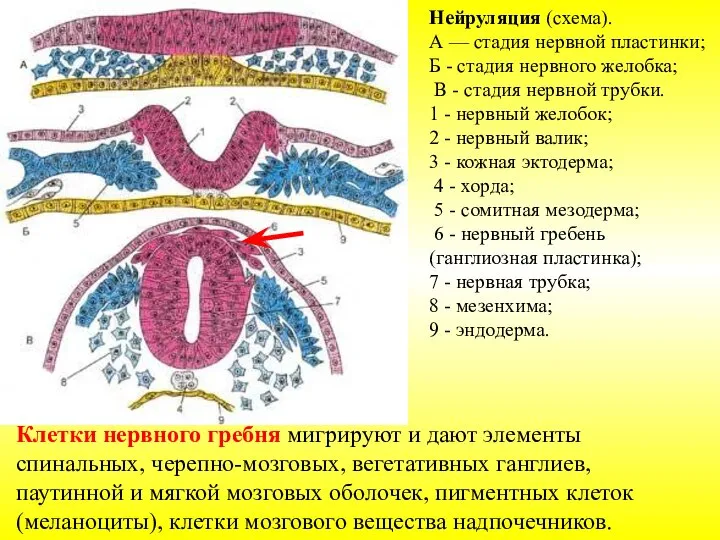 Нейруляция (схема). А — стадия нервной пластинки; Б - стадия нервного желобка;