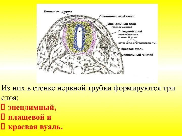 Из них в стенке нервной трубки формируются три слоя: эпендимный, плащевой и краевая вуаль.