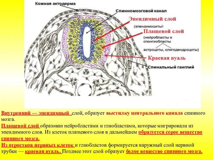 Внутренний — эпендимный слой, образует выстилку центрального канала спинного мозга. Плащевой слой