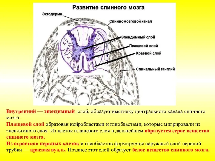 Внутренний — эпендимный слой, образует выстилку центрального канала спинного мозга. Плащевой слой