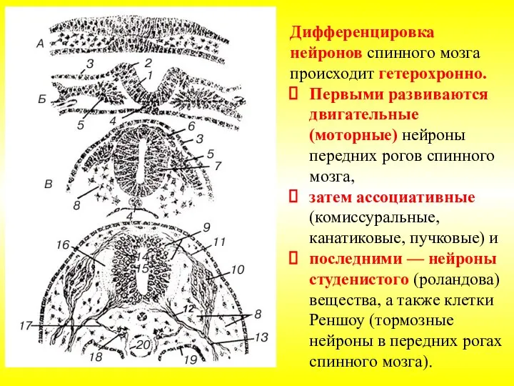 Дифференцировка нейронов спинного мозга происходит гетерохронно. Первыми развиваются двигательные (моторные) нейроны передних