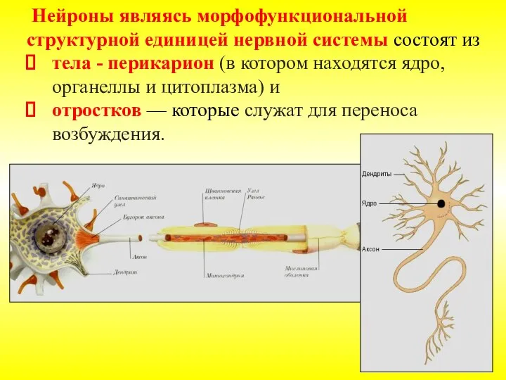 Нейроны являясь морфофункциональной структурной единицей нервной системы состоят из тела - перикарион