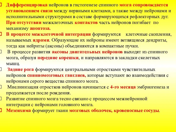 Дифференцировка нейронов в гистогенезе спинного мозга сопровождается установлением связи между нервными клетками,