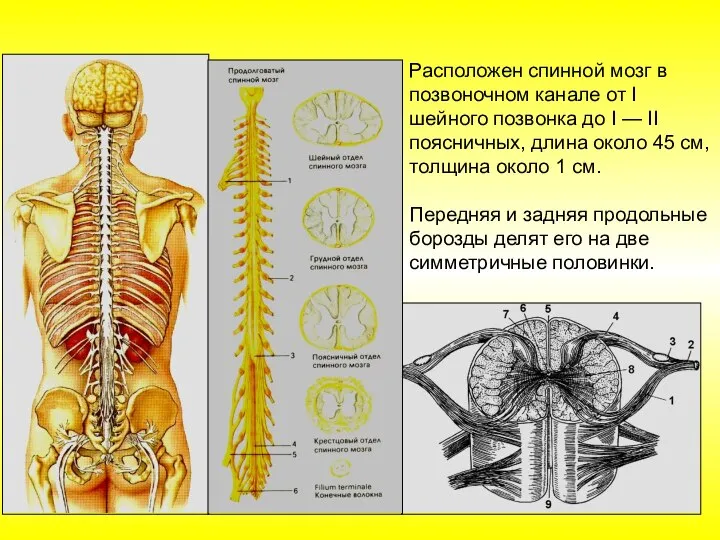 Расположен спинной мозг в позвоночном канале от I шейного позвонка до I