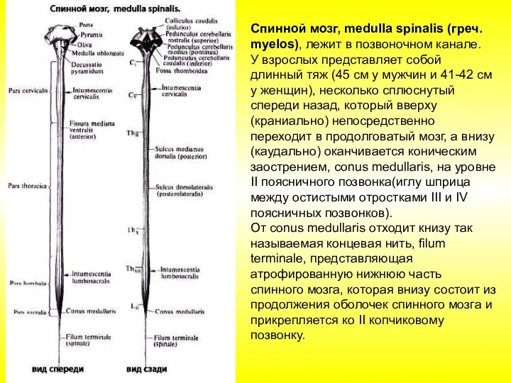 Спинной мозг, medulla spinalis (греч. myelos), лежит в позвоночном канале. У взрослых