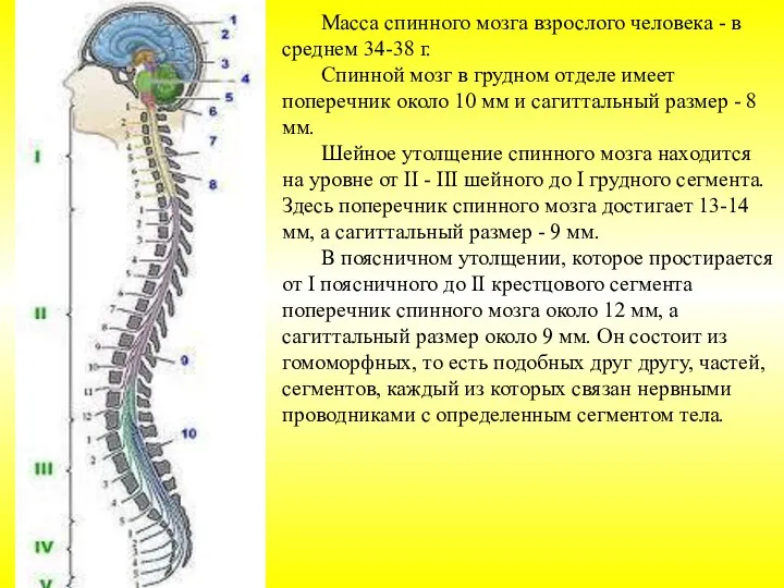 Масса спинного мозга взрослого человека - в среднем 34-38 г. Спинной мозг