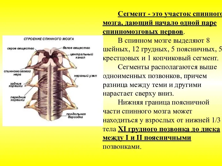 Сегмент - это участок спинного мозга, дающий начало одной паре спинномозговых нервов.