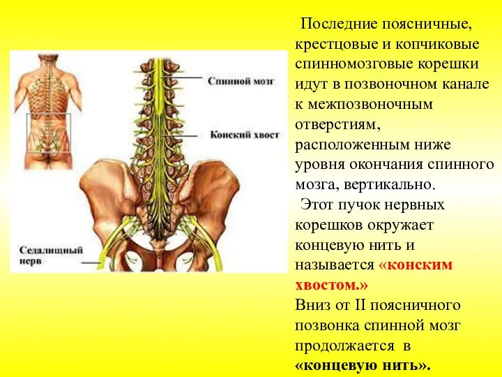 Последние поясничные, крестцовые и копчиковые спинномозговые корешки идут в позвоночном канале к