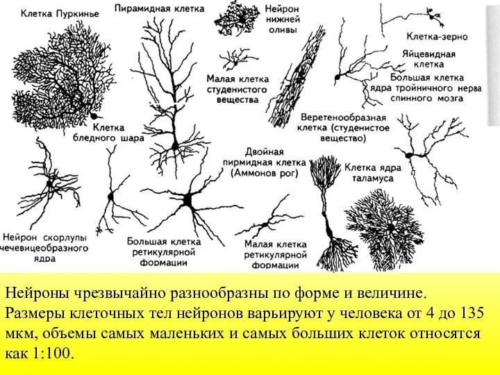 Нейроны чрезвычайно разнообразны по форме и величине. Размеры клеточных тел нейронов варьируют