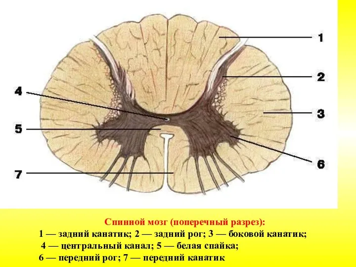 Спинной мозг (поперечный разрез): 1 — задний канатик; 2 — задний рог;