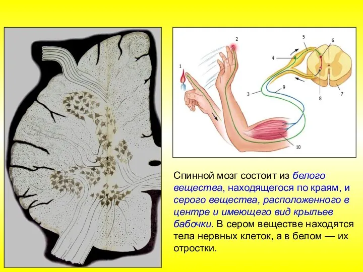 Спинной мозг состоит из белого вещества, находящегося по краям, и серого вещества,