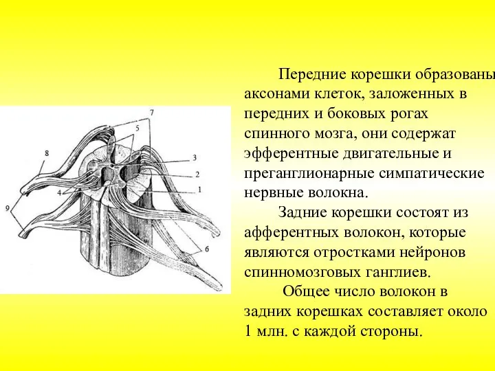 Передние корешки образованы аксонами клеток, заложенных в передних и боковых рогах спинного