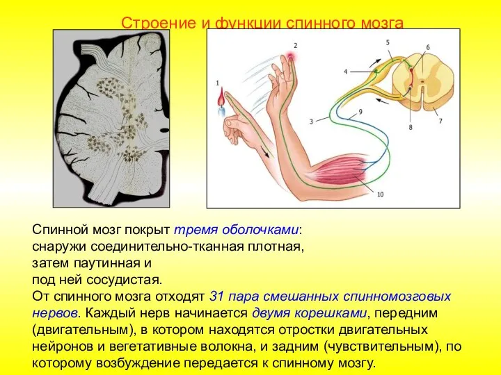 Строение и функции спинного мозга Спинной мозг покрыт тремя оболочками: снаружи соединительно-тканная