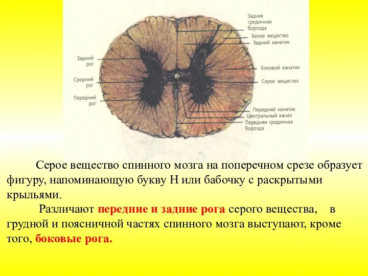 Серое вещество спинного мозга на поперечном срезе образует фигуру, напоминающую букву Н