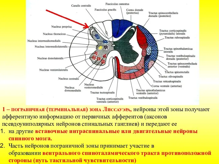 1 – пограничная (терминальная) зона Лиссауэра, нейроны этой зоны получают афферентную информацию